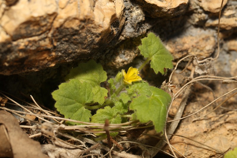 Eucnide bartonioides var. edwardsiana photo 2