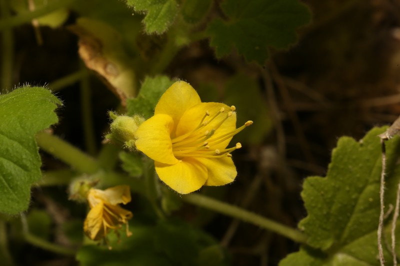 Eucnide bartonioides var. edwardsiana photo 3