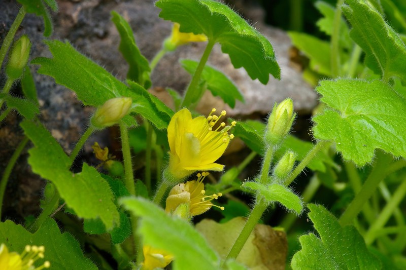 Eucnide bartonioides var. edwardsiana photo 4