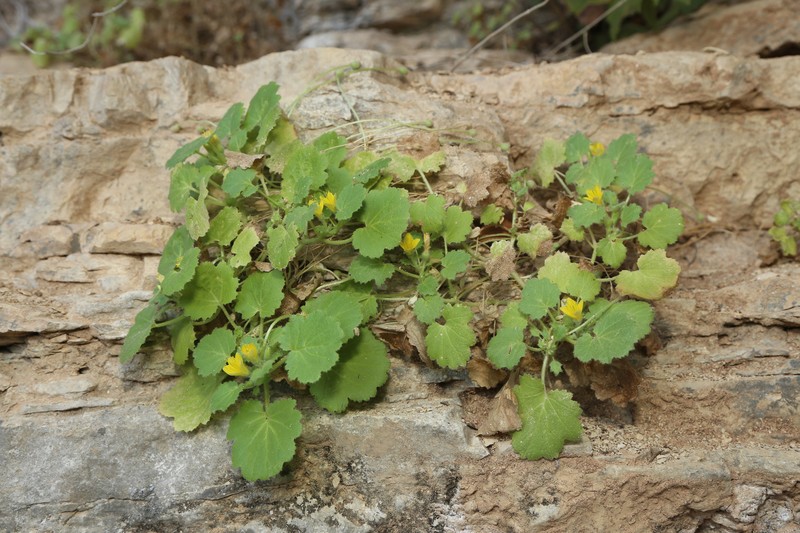 Eucnide bartonioides var. edwardsiana photo 5
