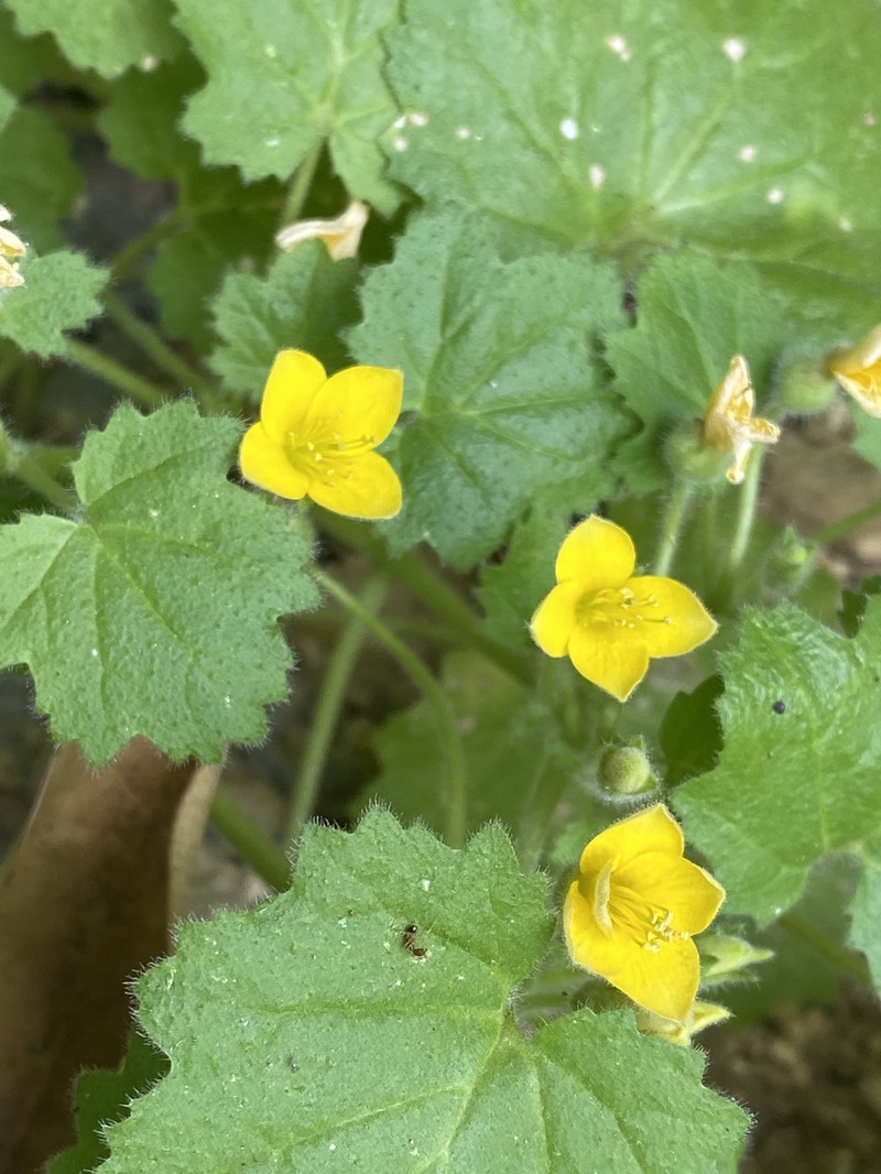 Eucnide bartonioides var. edwardsiana photo 6