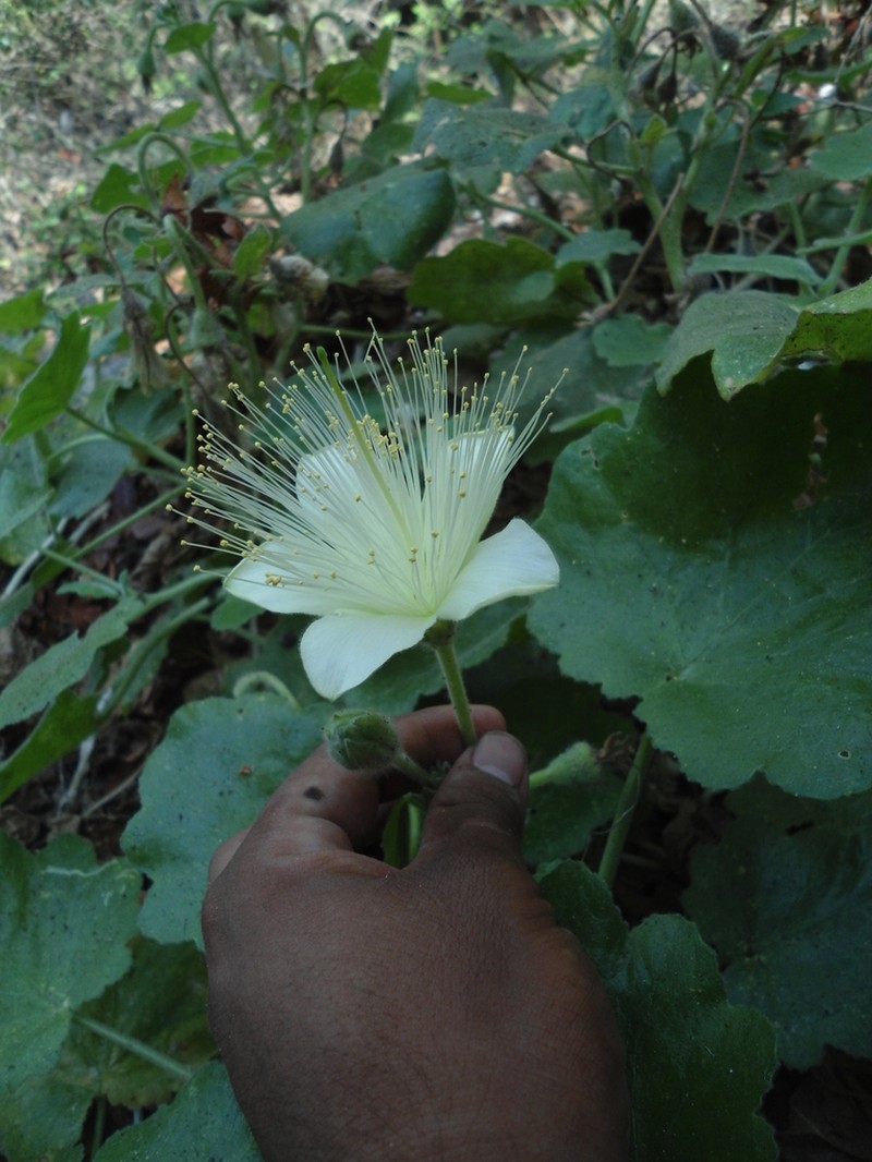 Eucnide chiapasana