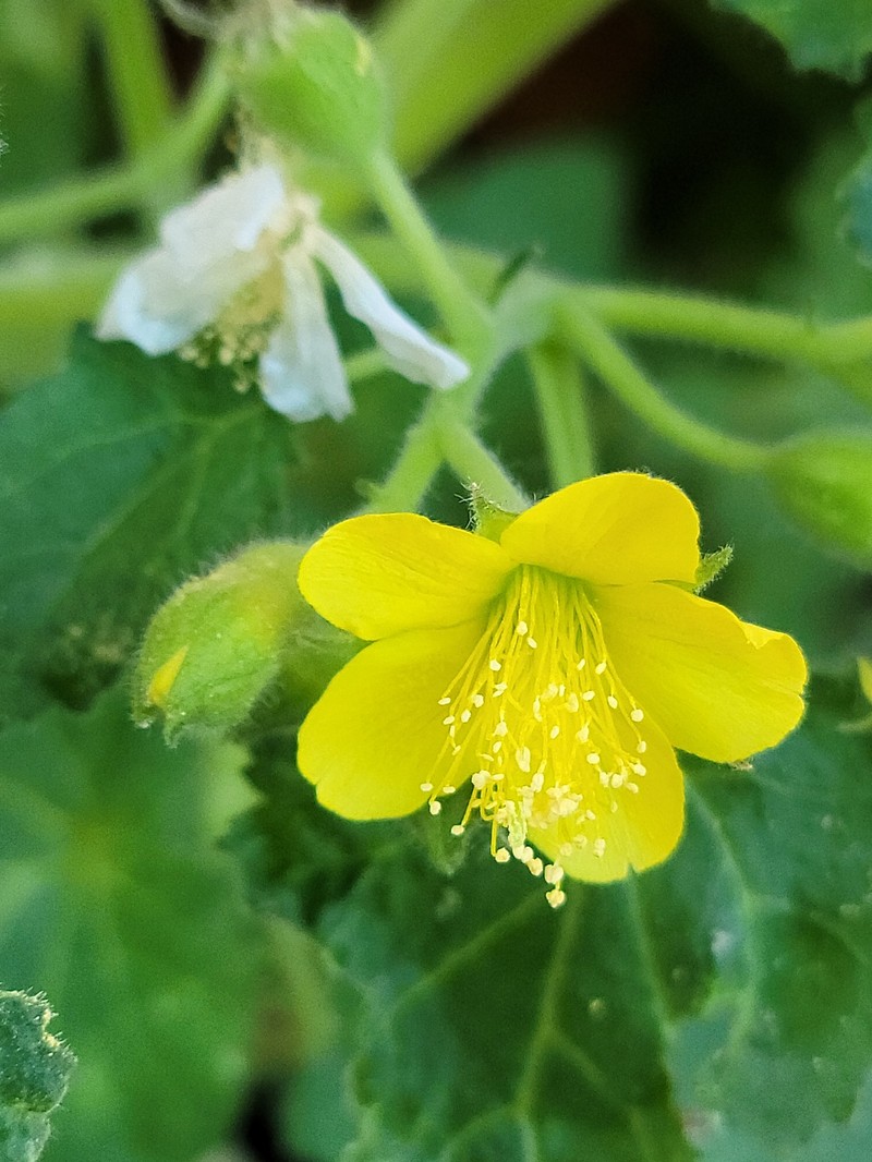 Lobed-Leaf Stingbush
