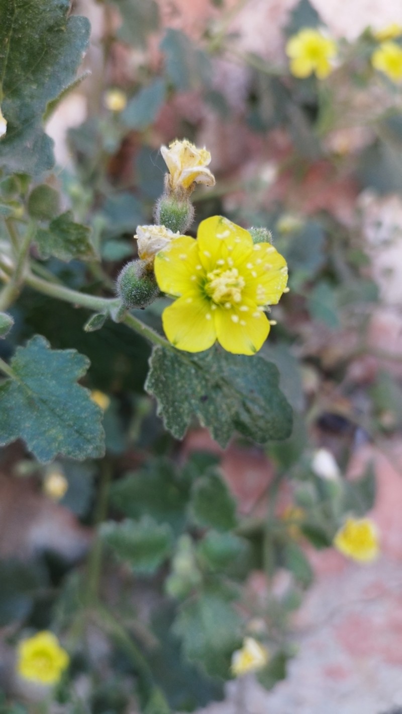 Lobed-Leaf Stingbush