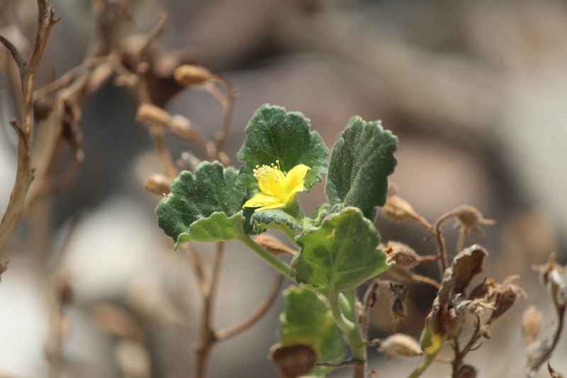Lobed-Leaf Stingbush photo 3