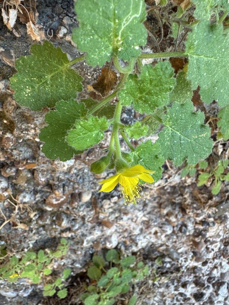 Lobed-Leaf Stingbush photo 7