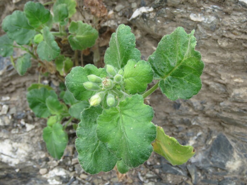 Lobed-Leaf Stingbush photo 8