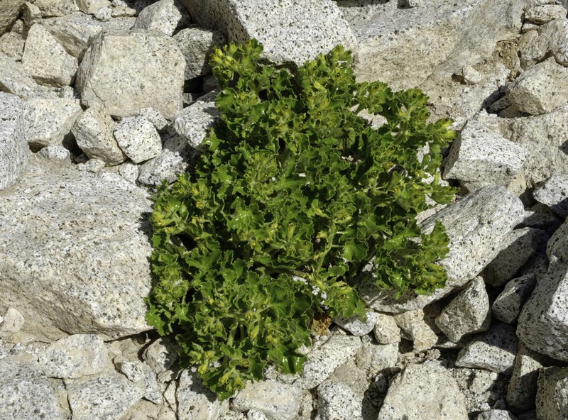 Rock Nettle