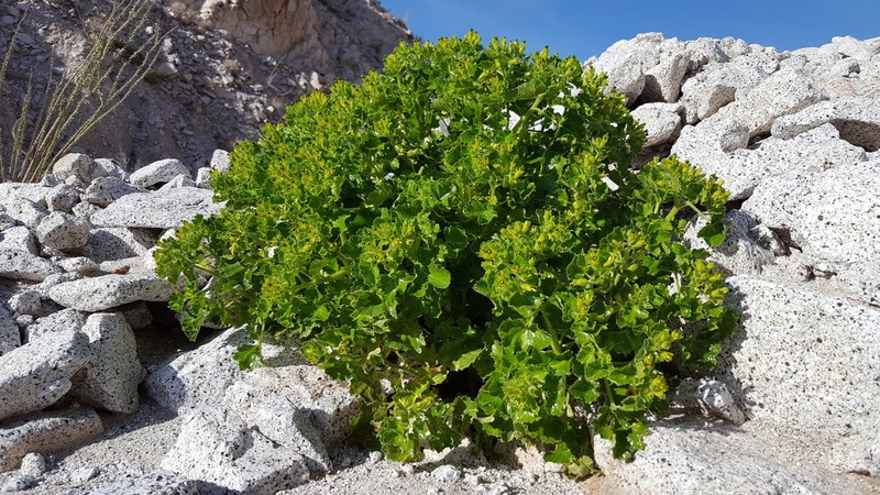 Rock Nettle photo 2