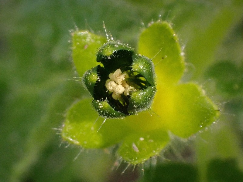 Rock Nettle photo 3