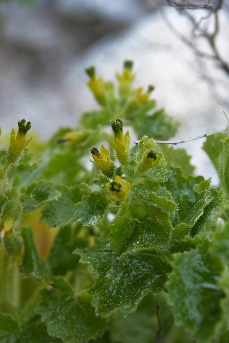 Rock Nettle photo 4