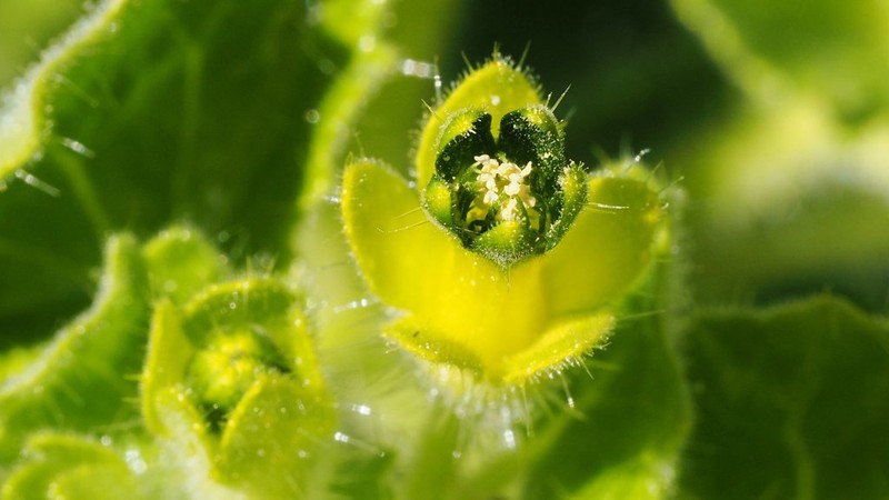 Rock Nettle photo 5