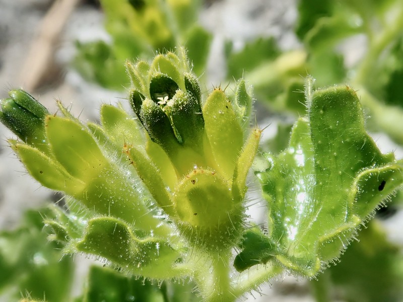 Rock Nettle photo 6