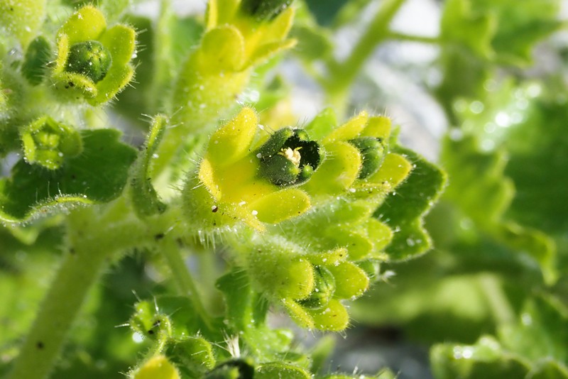 Rock Nettle photo 7