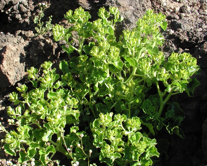 Rock Nettle photo 8