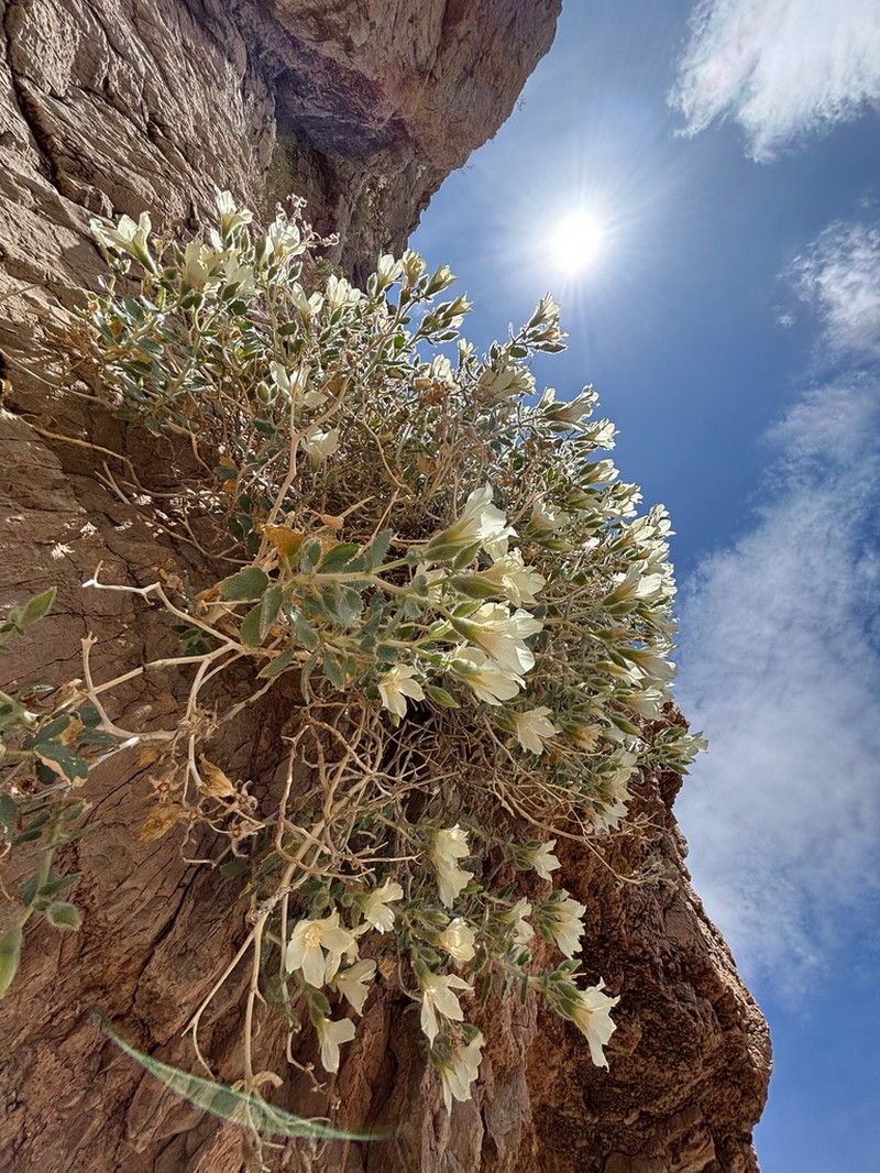 Desert Stingbush