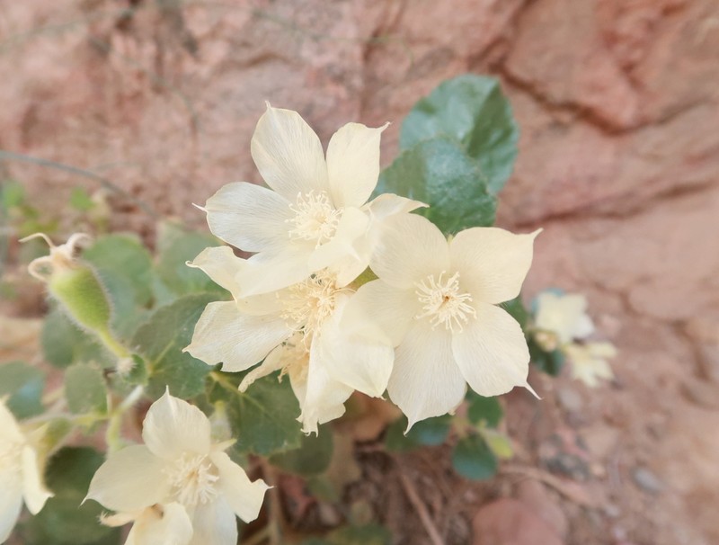 Desert Stingbush photo 2