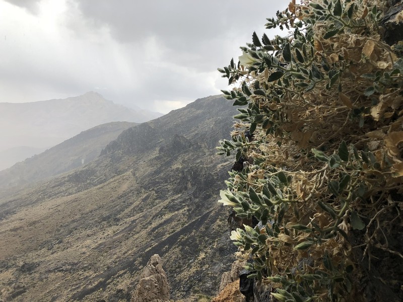 Desert Stingbush photo 3