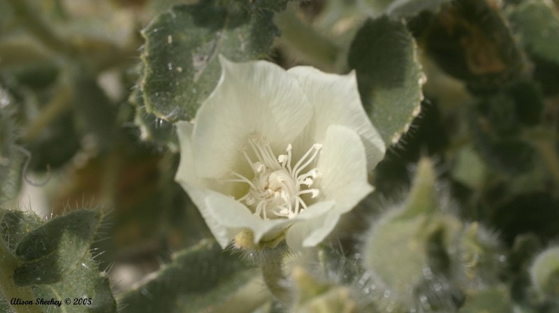 Desert Stingbush photo 4