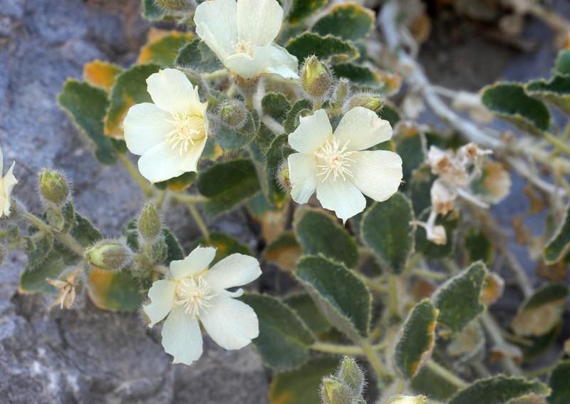 Desert Stingbush photo 5