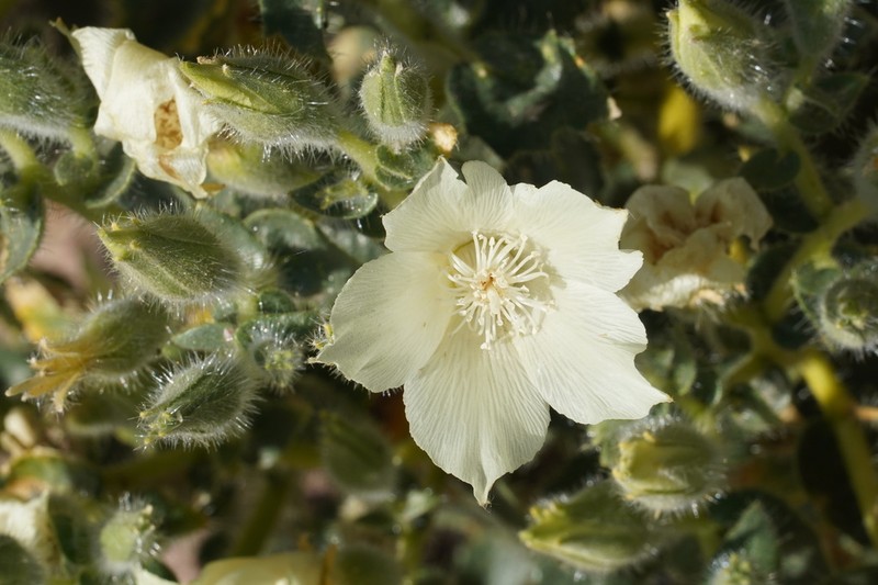 Desert Stingbush photo 6