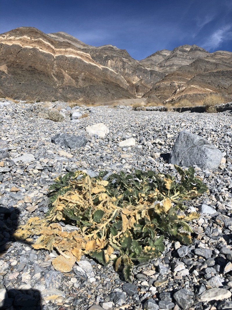 Desert Stingbush photo 7