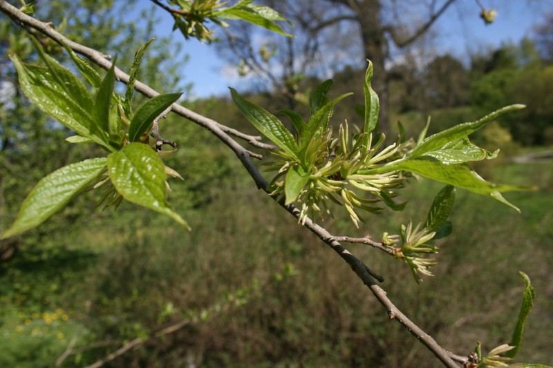 Eucommia ulmoides