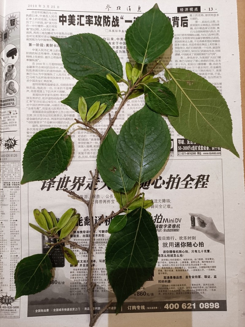 Eucommia ulmoides photo 3