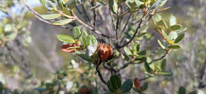 Eucryphia milliganii subsp. milliganii