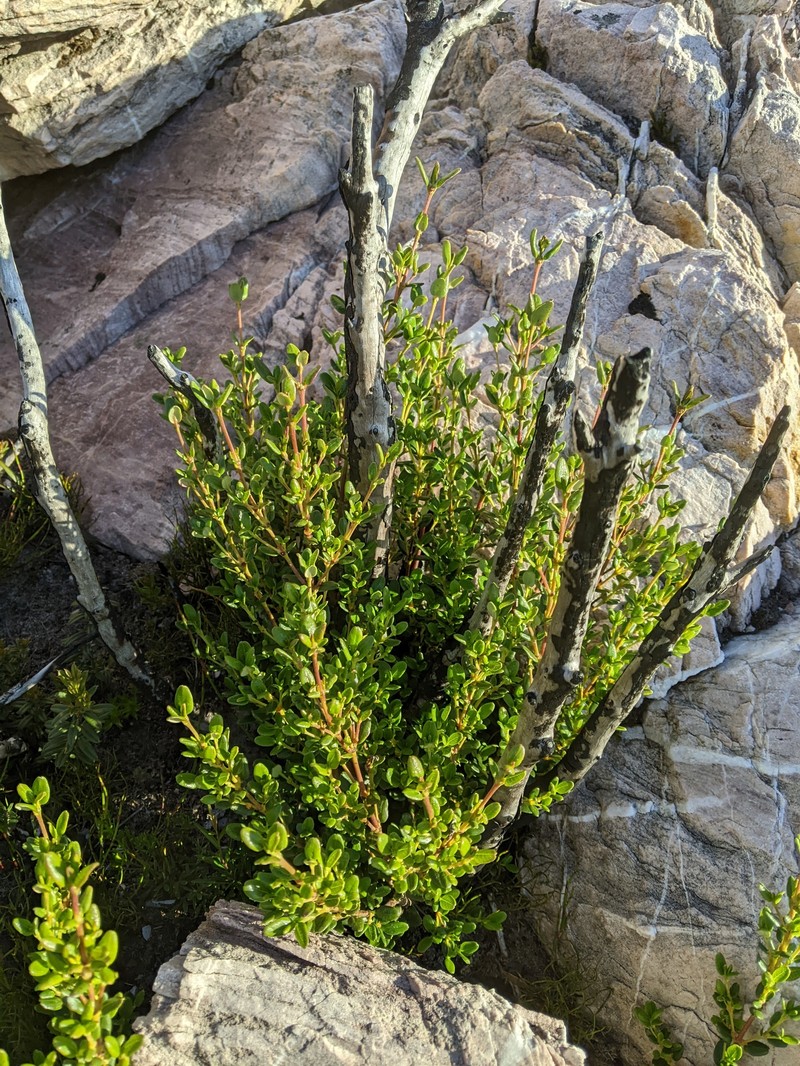 Eucryphia milliganii subsp. milliganii photo 2