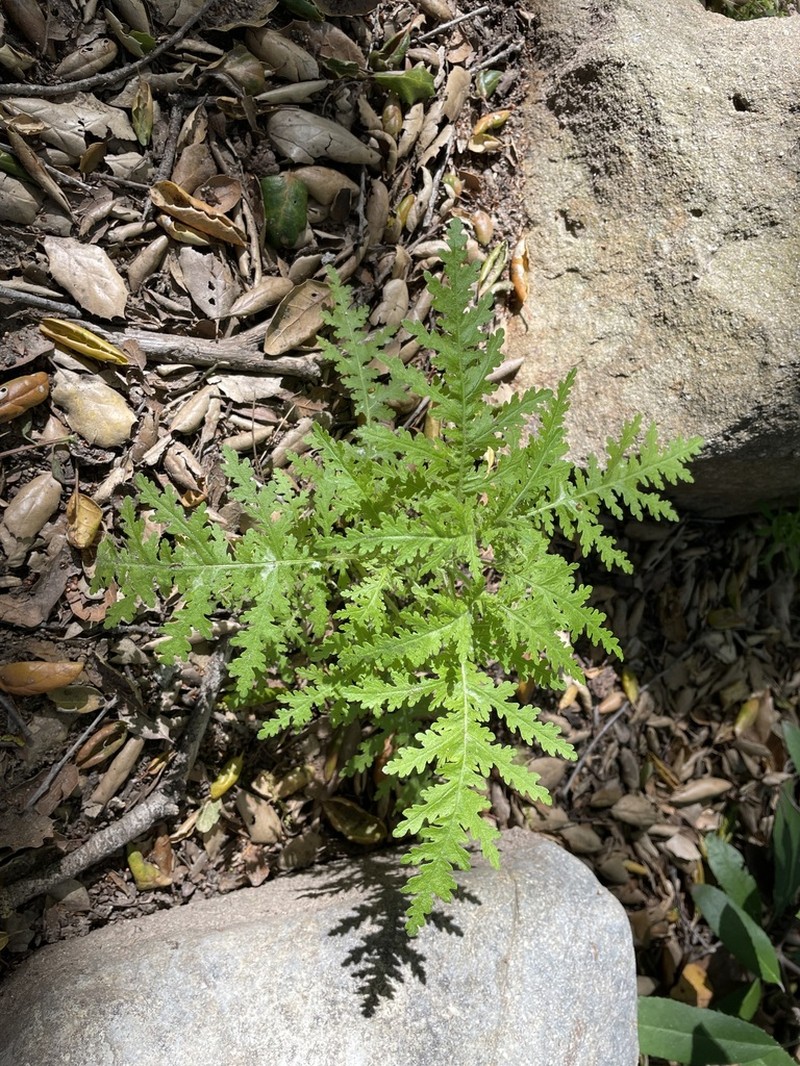 Spotted Hideseed