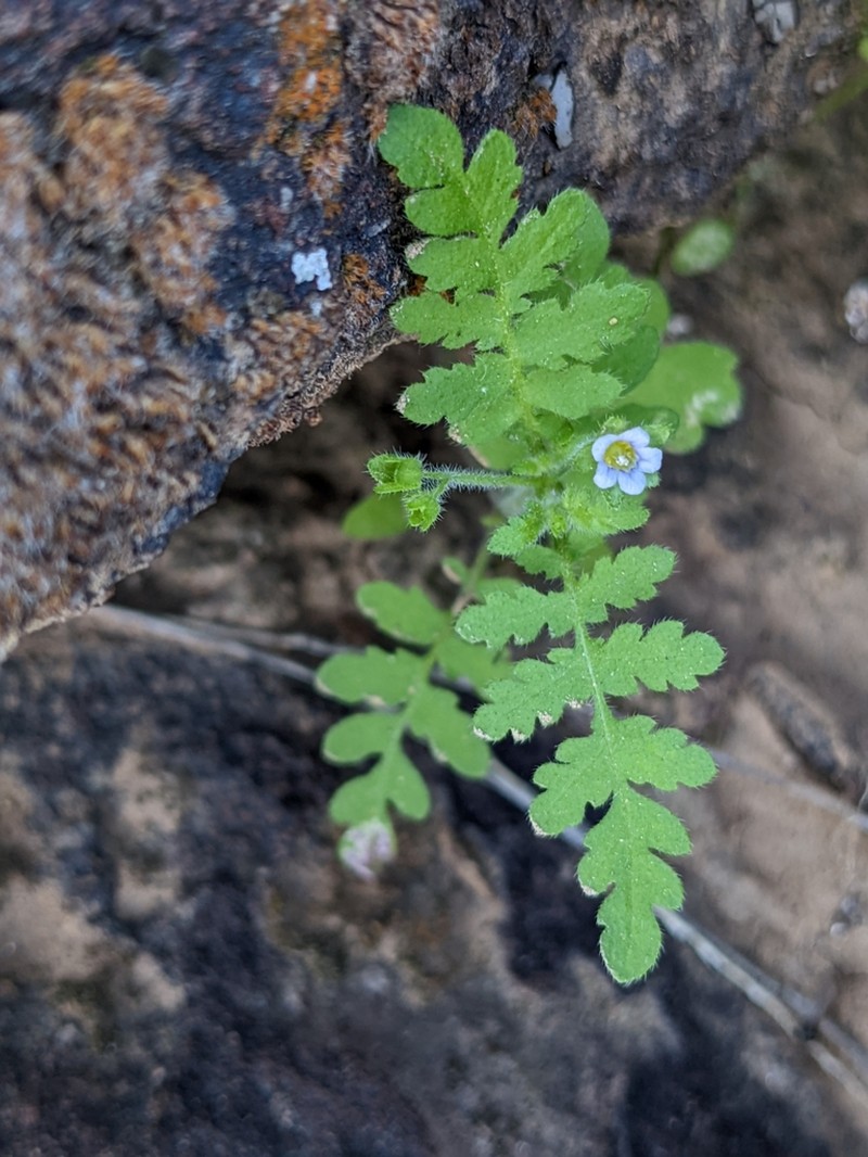 Spotted Hideseed photo 4