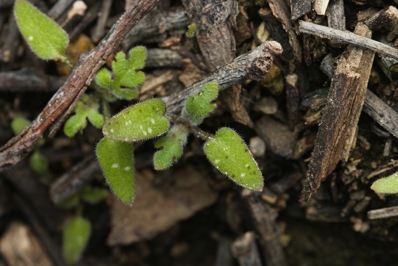 Spotted Hideseed photo 6