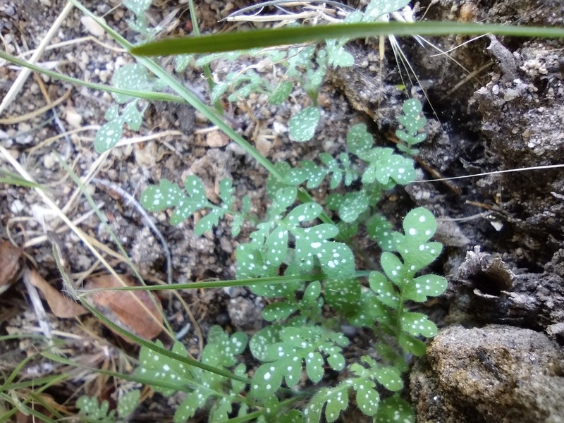 Spotted Hideseed photo 7