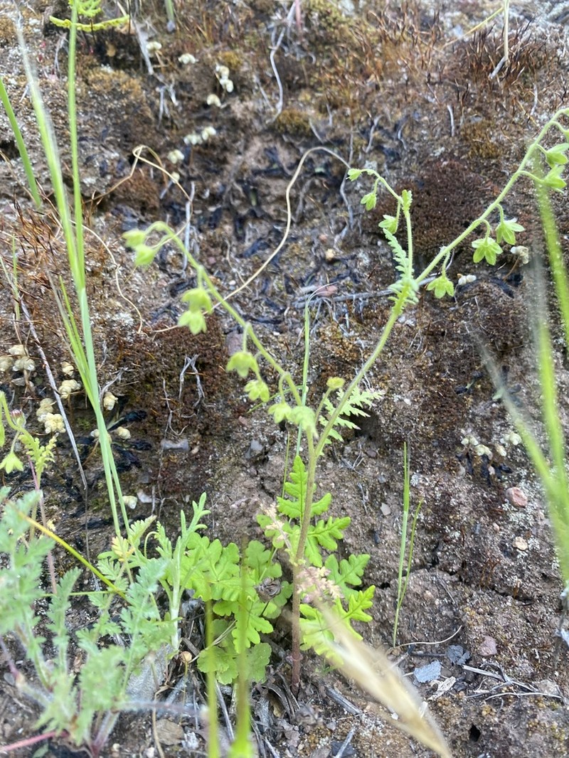 Spotted Hideseed photo 8