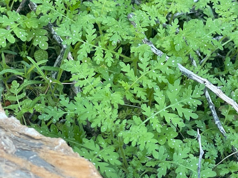 Eucrypta chrysanthemifolia var. bipinnatifida