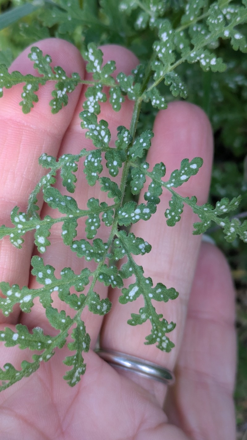 Eucrypta chrysanthemifolia var. bipinnatifida photo 3