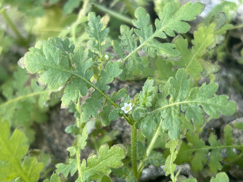 Eucrypta chrysanthemifolia var. bipinnatifida photo 4