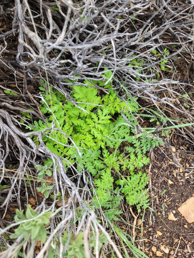 Eucrypta chrysanthemifolia var. bipinnatifida photo 5