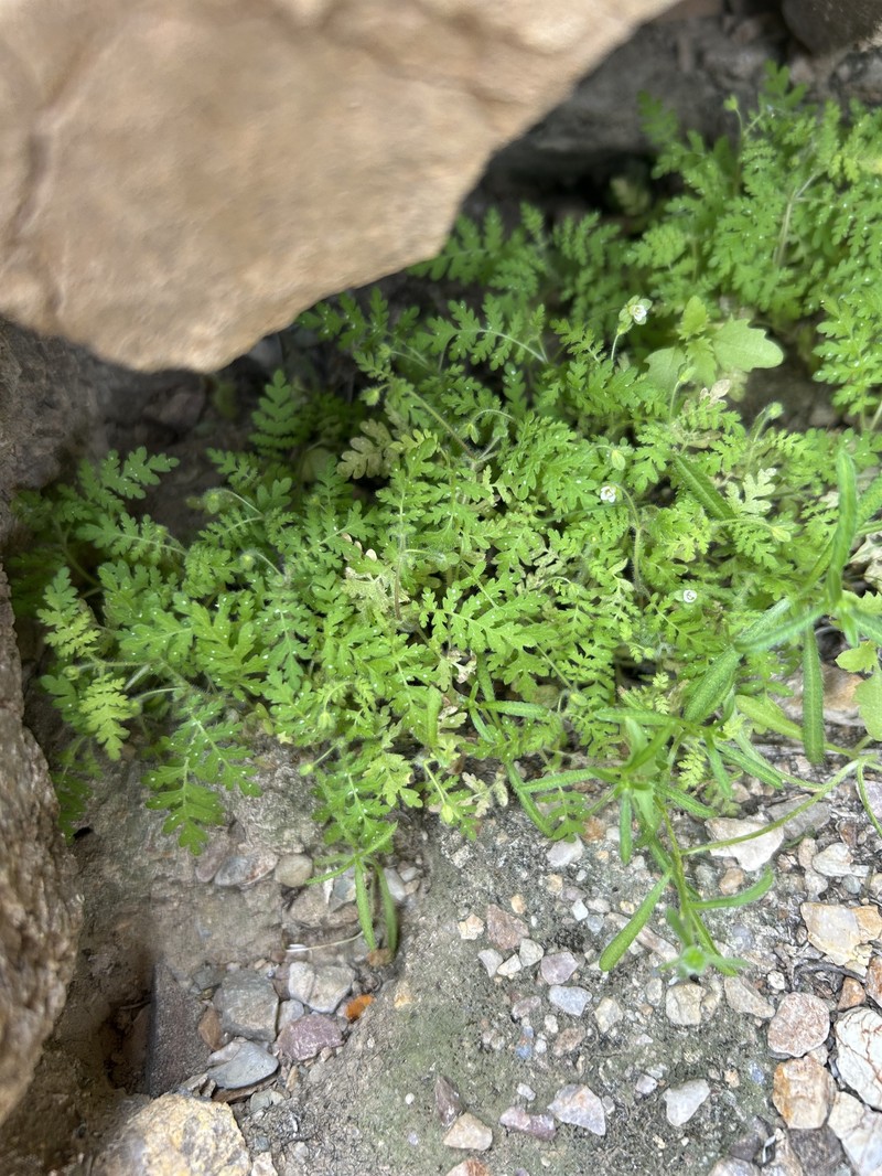 Eucrypta chrysanthemifolia var. bipinnatifida photo 6