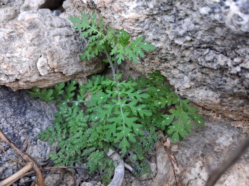 Eucrypta chrysanthemifolia var. bipinnatifida photo 7
