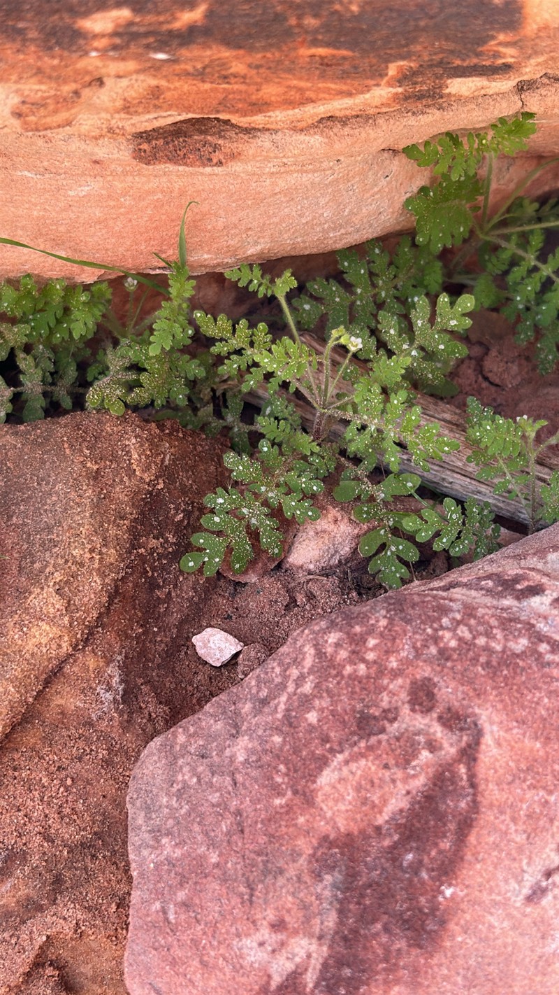Eucrypta chrysanthemifolia var. bipinnatifida photo 8