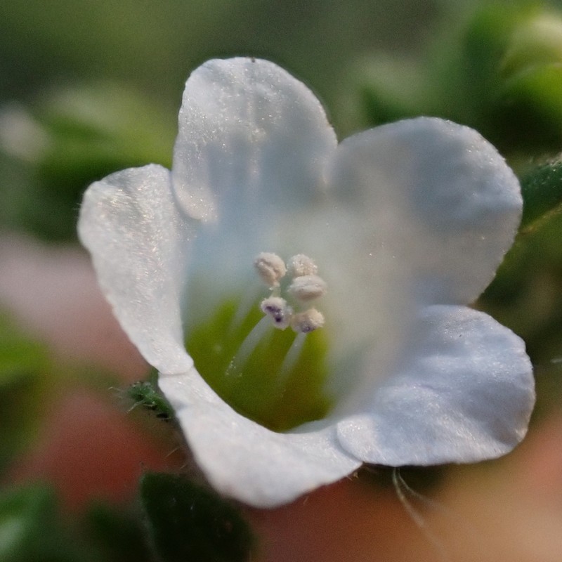 Eucrypta chrysanthemifolia var. chrysanthemifolia