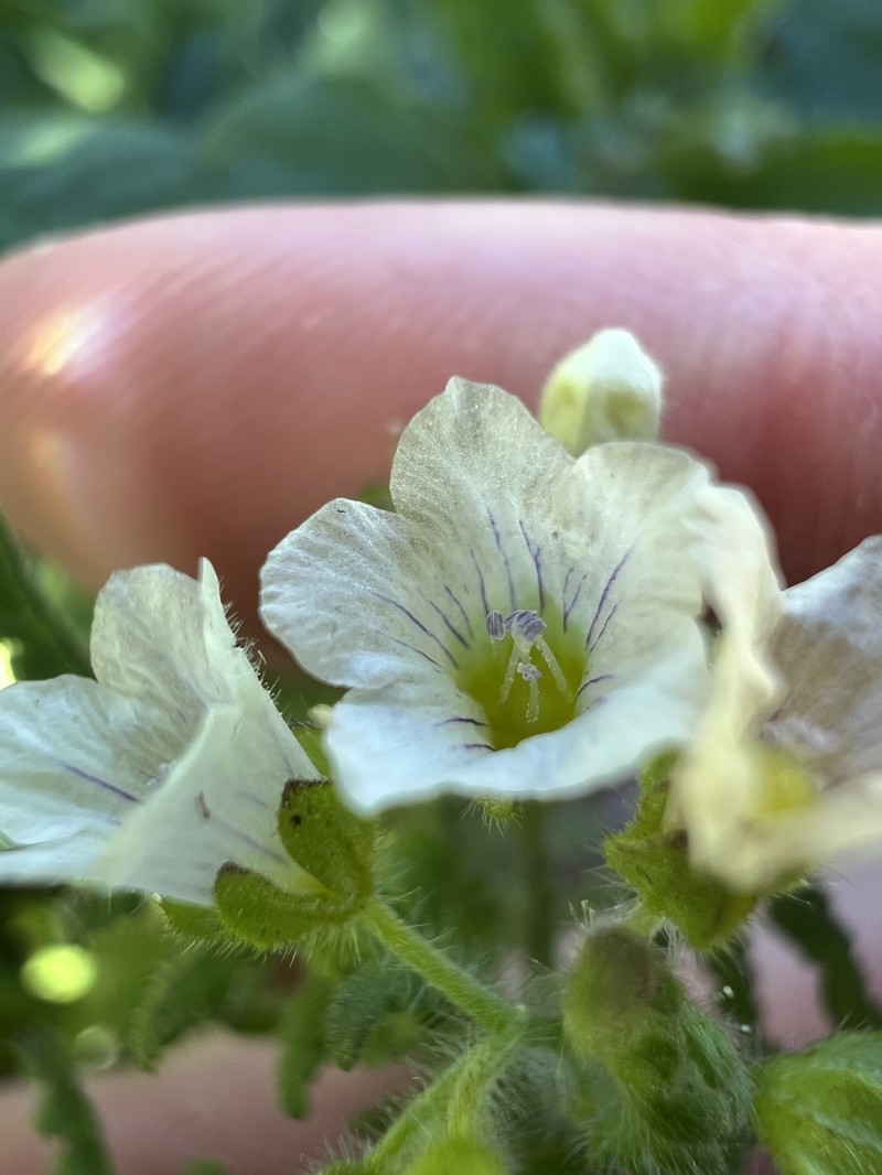 Eucrypta chrysanthemifolia var. chrysanthemifolia photo 2