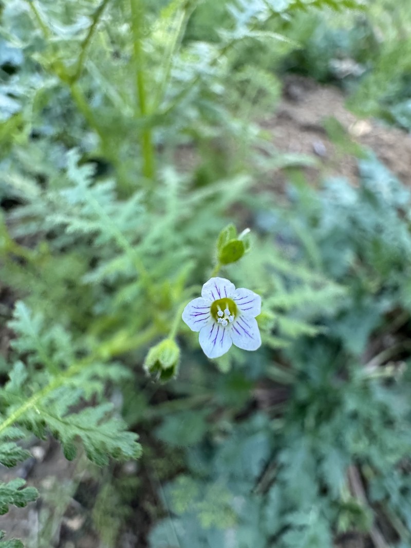 Eucrypta chrysanthemifolia var. chrysanthemifolia photo 3