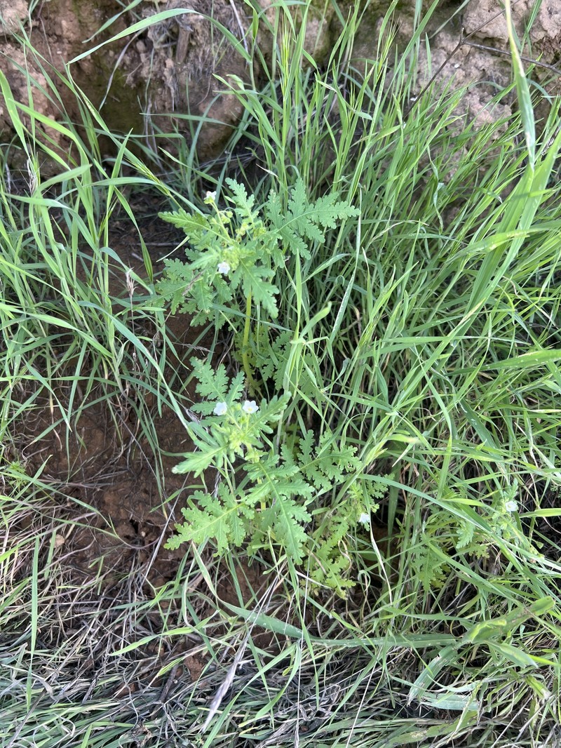 Eucrypta chrysanthemifolia var. chrysanthemifolia photo 4