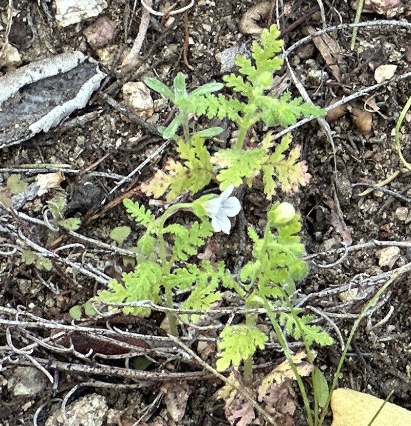 Eucrypta chrysanthemifolia var. chrysanthemifolia photo 6