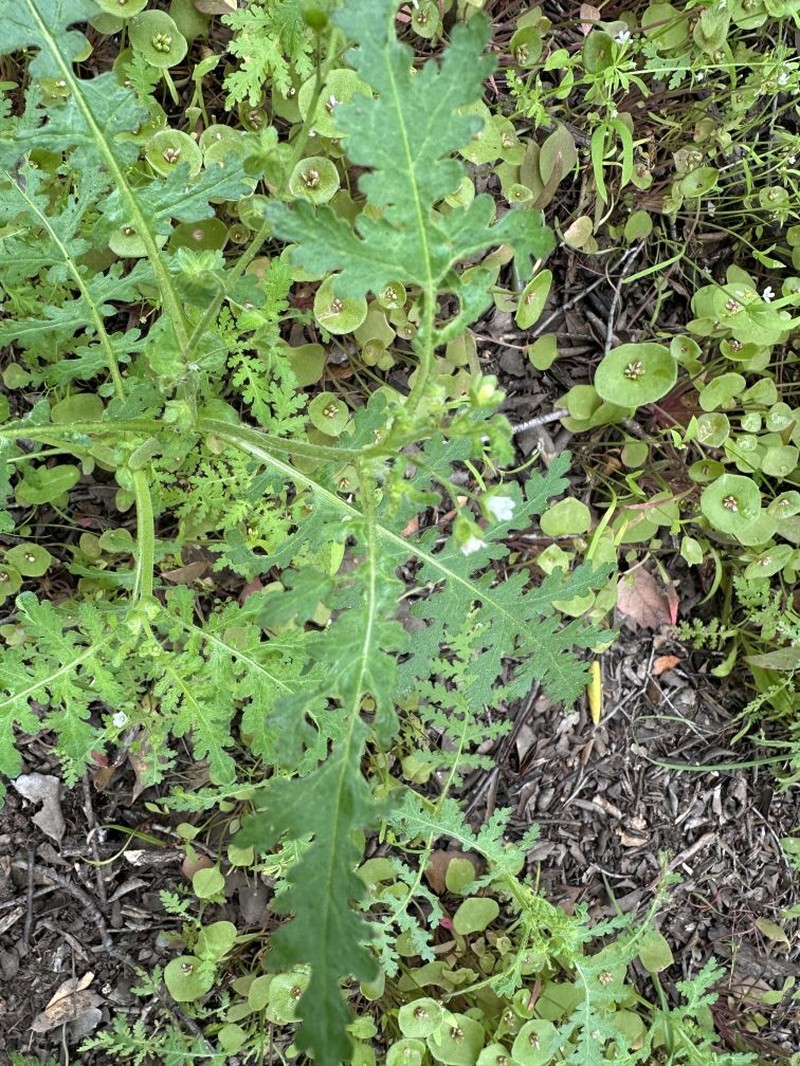 Eucrypta chrysanthemifolia var. chrysanthemifolia photo 7