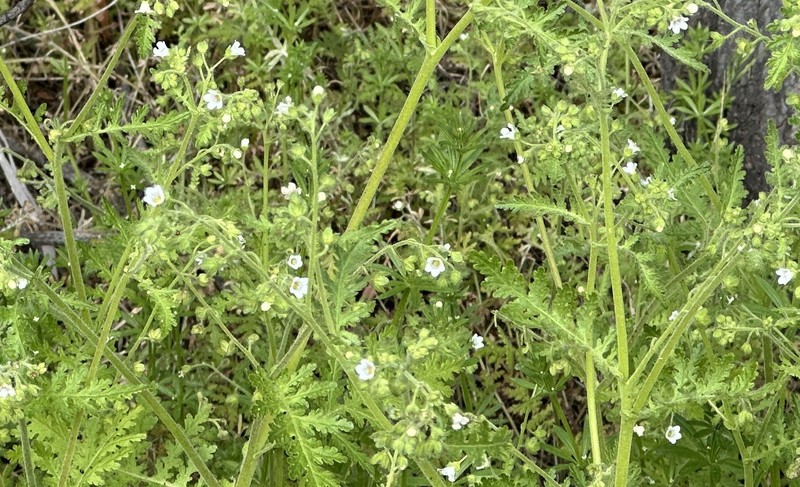 Eucrypta chrysanthemifolia var. chrysanthemifolia photo 8