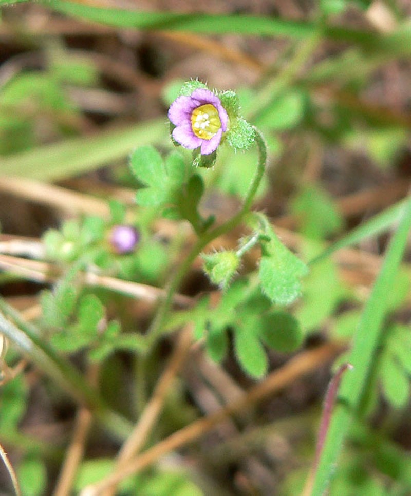 Dainty Desert Hideseed